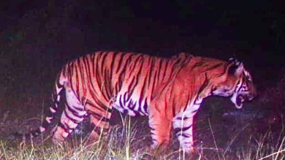 Bandipur man-eating tiger caught in Karnataka after 5 days of search operation