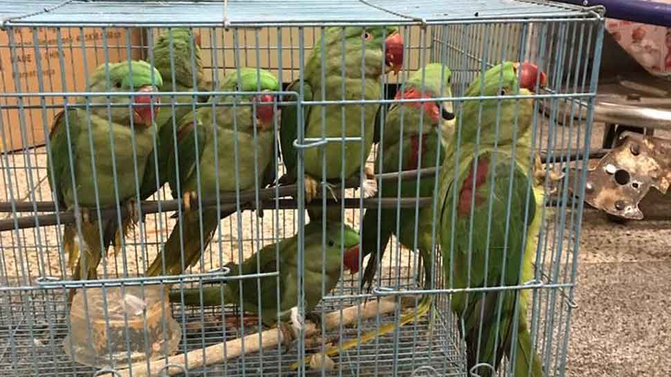 Uzbek national arrested at IGI airport for carrying 14 parrots illegally  