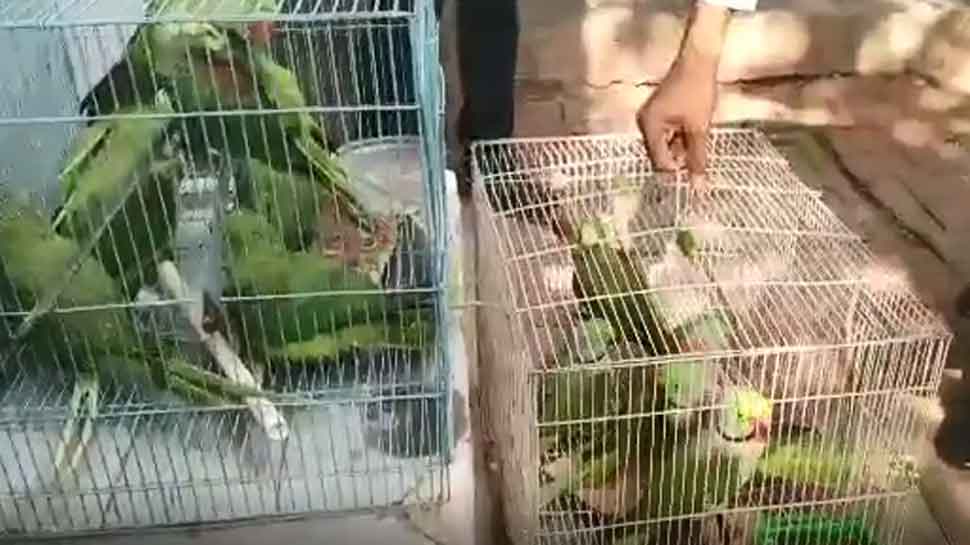 13 parrots arrived at Delhi&#039;s Patiala House Court, judge orders release after session