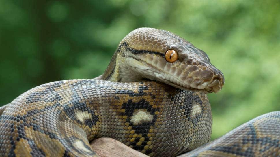 US woman found dead with 8ft python wrapped around her neck!