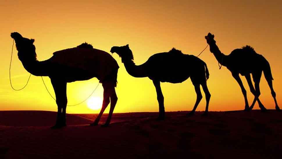 Pushkar international fair begins today; know the details here 