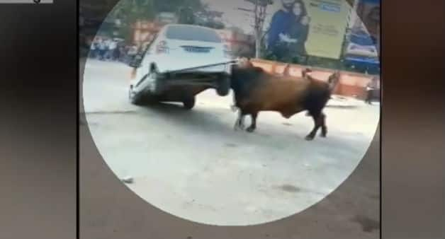 Irked over continous honking, raging bull attacks car in Bihar&#039;s Hajipur, driver manages to escape - Watch