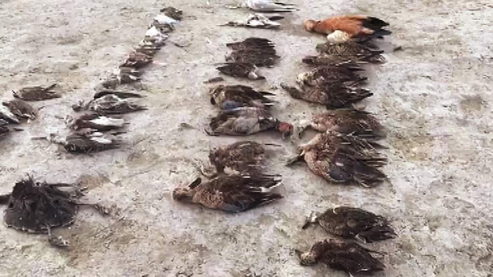 Avian botulism killed over 20,000 migratory birds at Rajasthan&#039;s Sambhar lake: Lab report