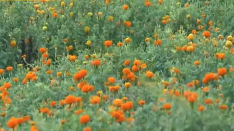 Carpet made using Banglore&#039;s marigold flower enters Guinness Book of World Records