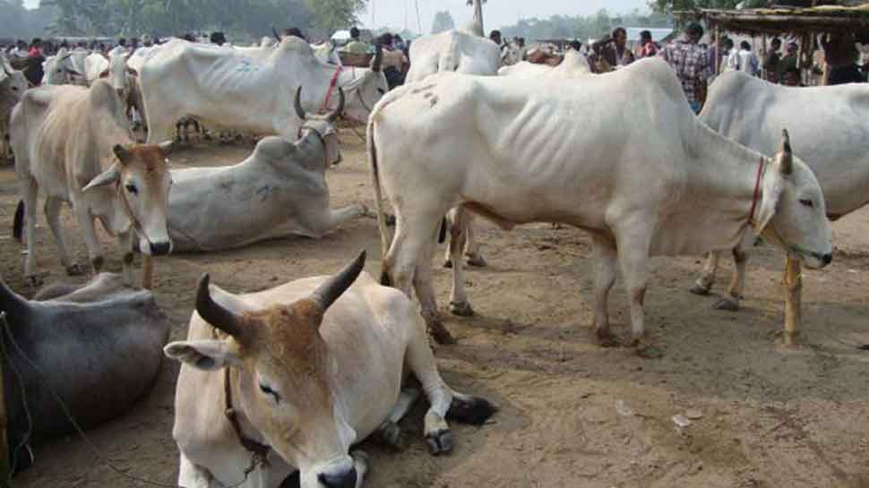 Uttar Pradesh minister wants cow safaris for stray cattle