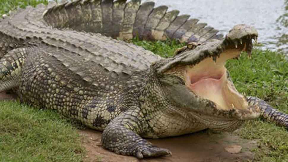 Watch: 12-feet crocodile venturing into the fields of Gujarat&#039;s Vadodara