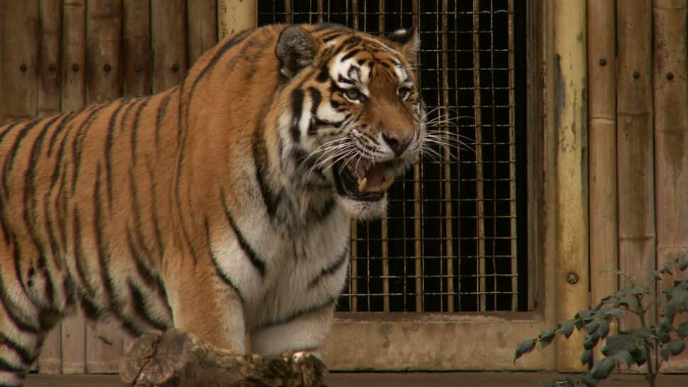 On camera: Tiger chases tourist jeep at Ranthambore National Park, video is viral