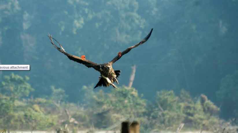 Satellite fitted vulture released for the first time in India
