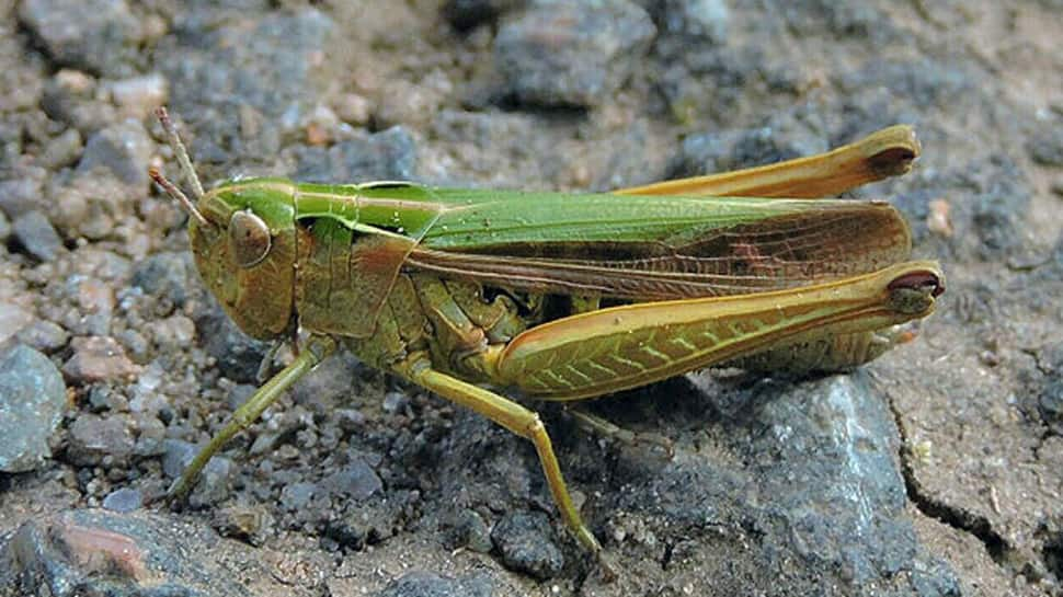 Locust attack in Gujarat&#039;s farmland creates fear amongst farmers