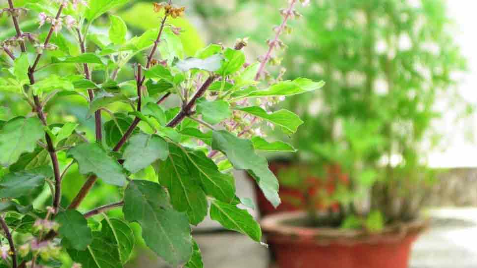 Tulsi Pujan Day: All you need to know | India News | Zee News