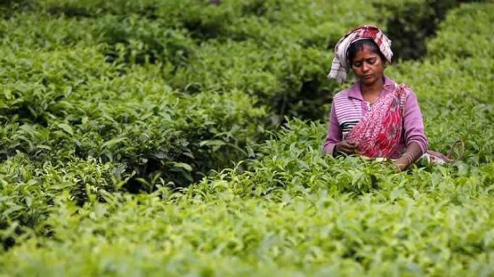 Aromas help tea plants resist cold weather: Study