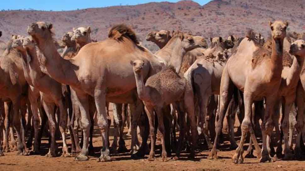 Thousands of feral camels to be killed in drought-stricken north-west Australia: Report