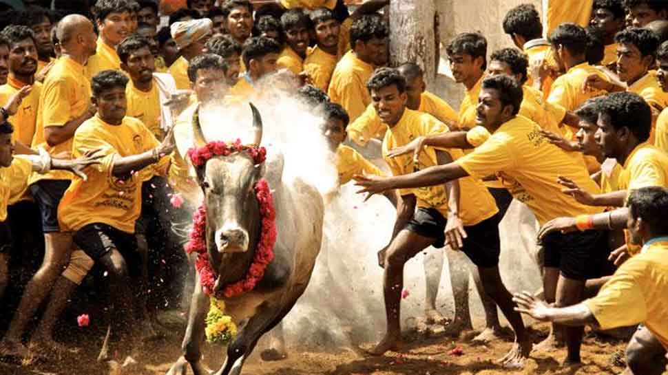 Jallikattu returns to Madurai with stricter norms, competitions to be held from Jan 15-31