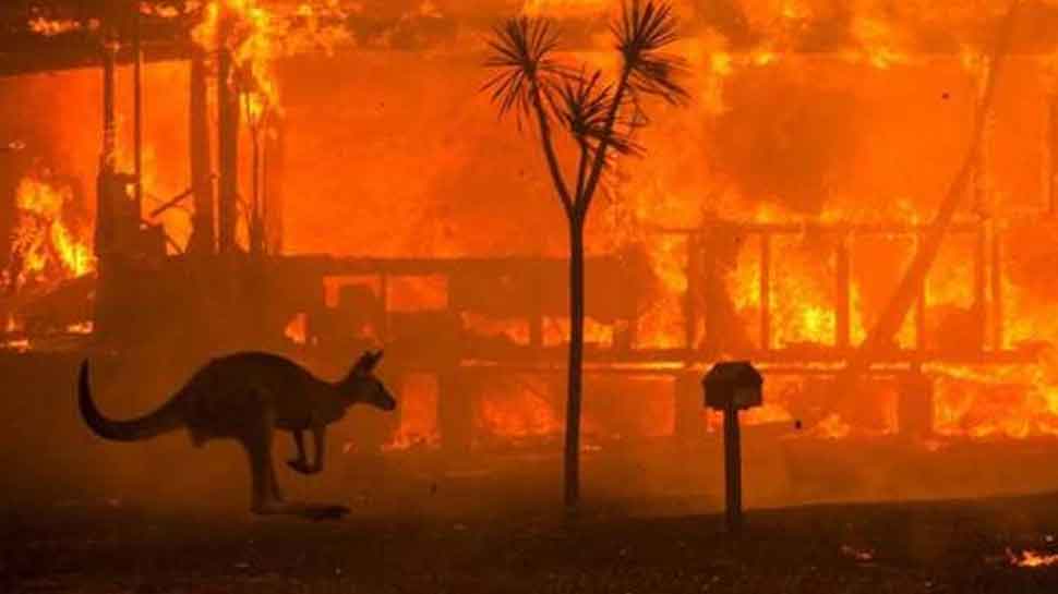 One billion animals killed or imperilled by Australian fires, says expert