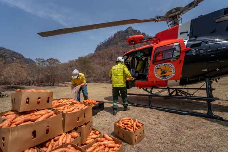 NSW's DPIE staff prepare for carrot distribution to bushfire affected animal