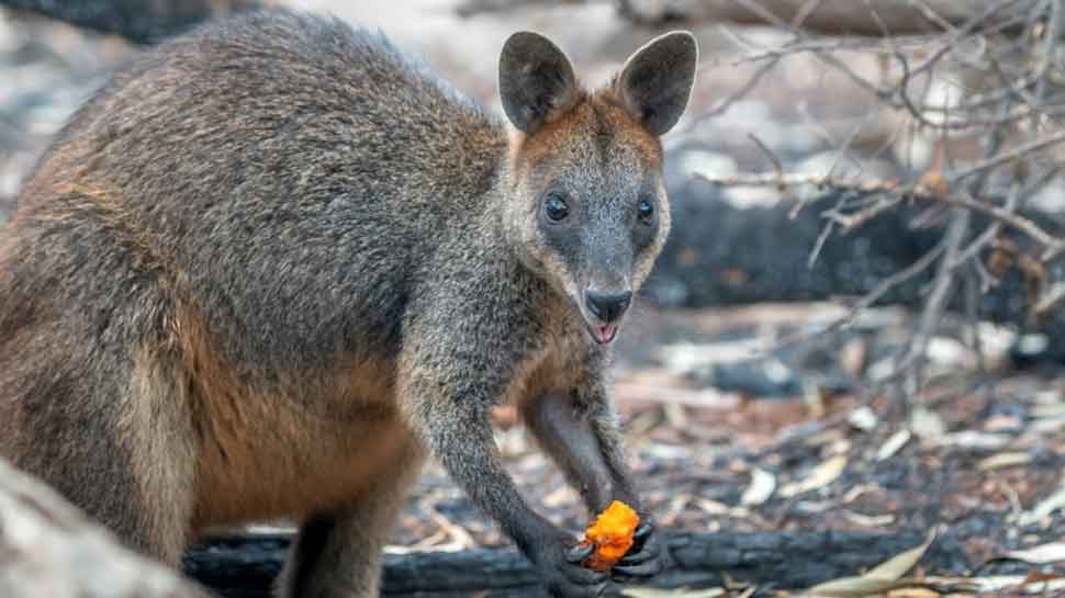 Wallaby eats air-dropped carrot in Newnes