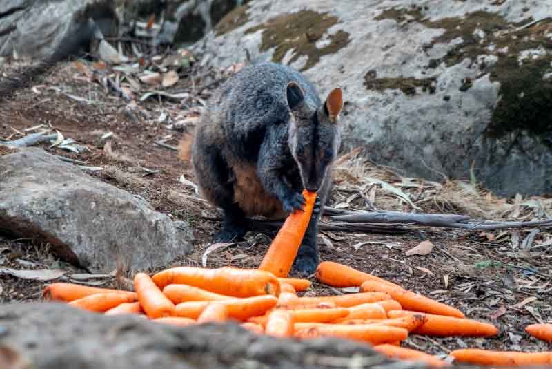 Hungry Wallaby eats carrot in Wolgan Valley