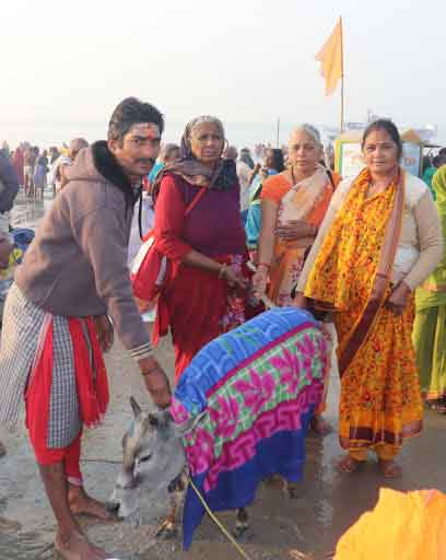 Devotees worshipping cow in Gangasagar