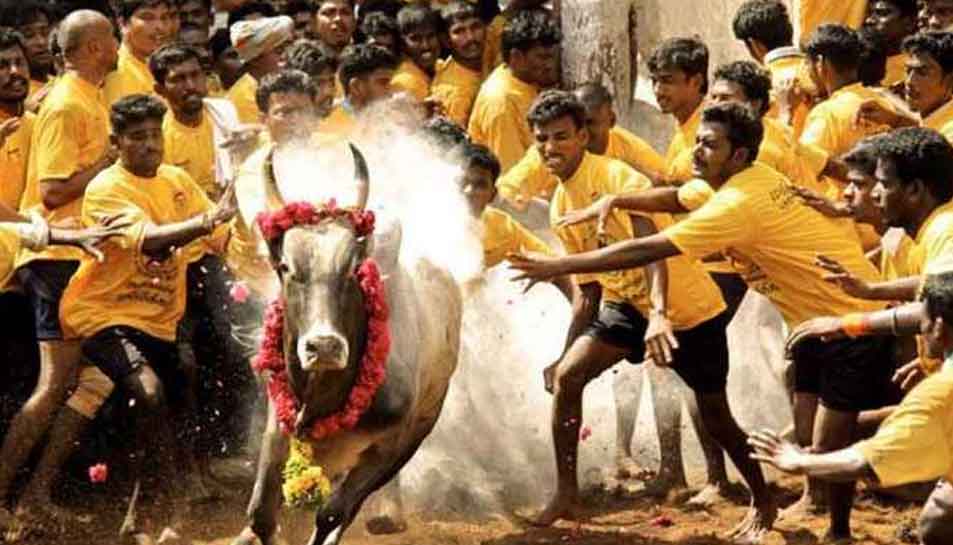 Jallikattu, Tamil Nadu&#039;s bull-taming sport, begins in Madurai after authorities review arrangements