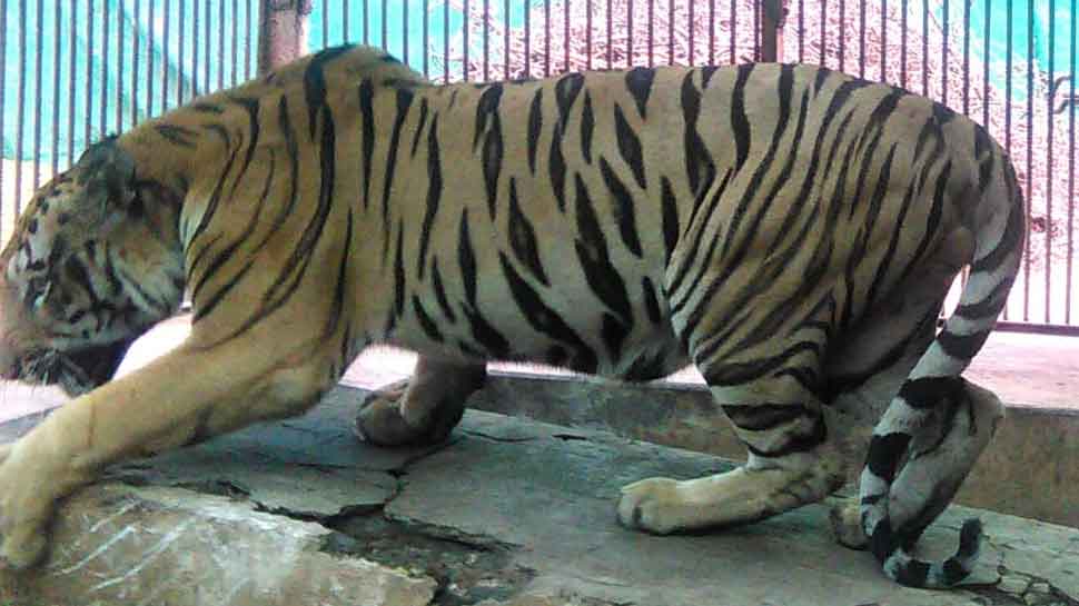 Sahebrao, Nagpur tiger, to get artificial limb in world&#039;s first surgery of its kind