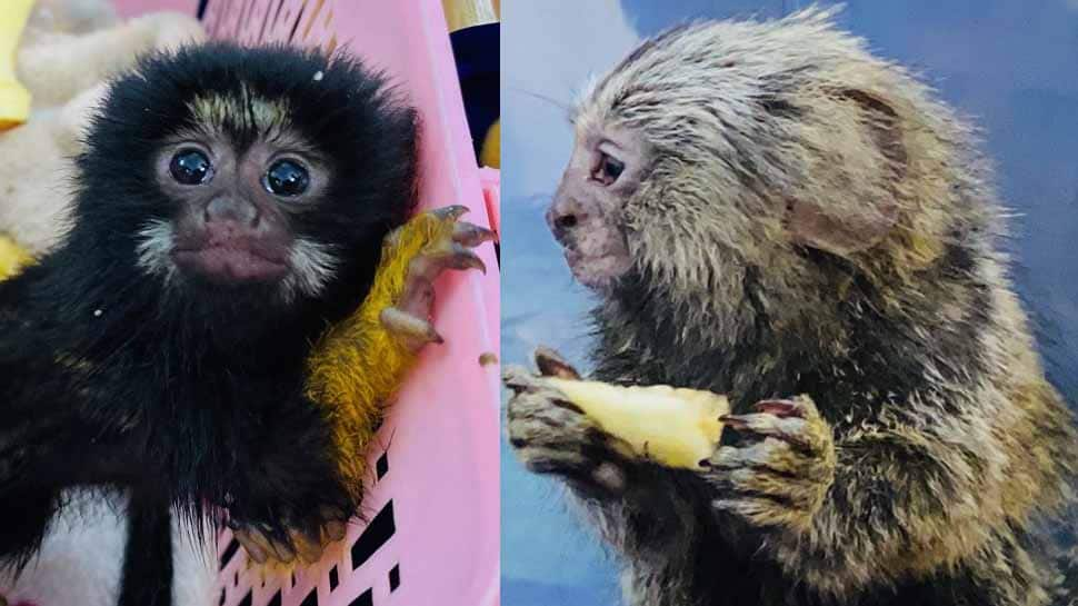 Rare species of monkeys, reptiles and rodents seized at Chennai Airport; 3 including organizer arrested