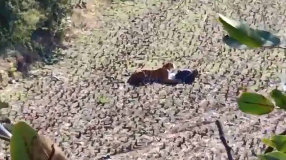 Watch video: Man plays dead, escapes getting mauled by tiger in Maharashtra