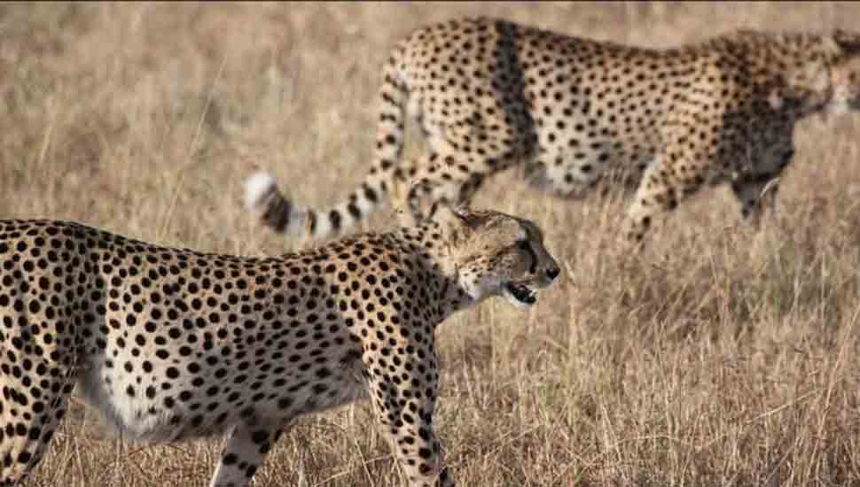 Supreme Court allows introduction of African Cheetah in India
