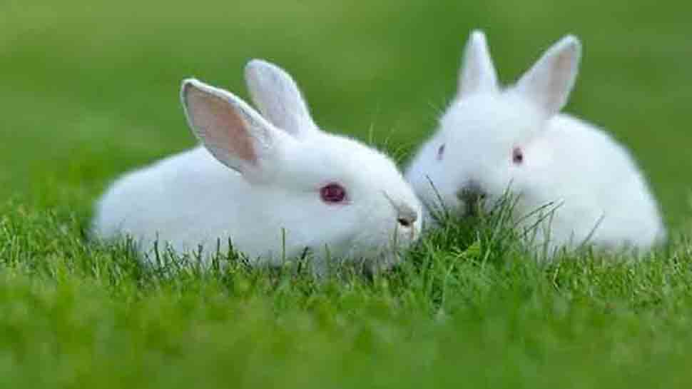 Indian scientists find way to make swine vaccine without killing rabbits