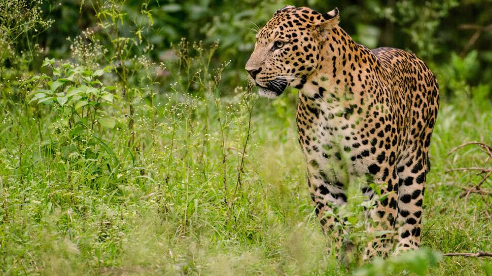 Leopard conservation required due to rapid decline in population