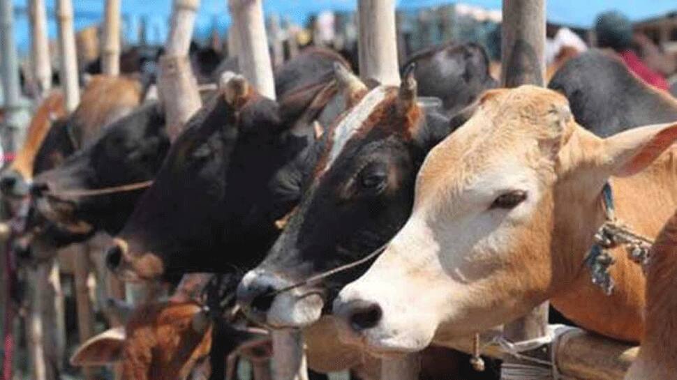 72 hrs before Trump lands, RSS&#039;s economic arm warns against &#039;non-veg&#039; milk