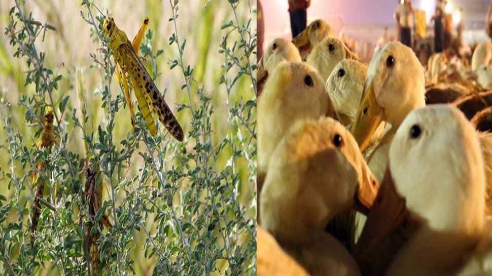 China to send &#039;army&#039; of one lakh ducks to help Pakistan fight locusts