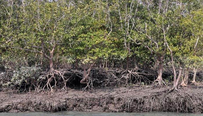 Bengal mangroves