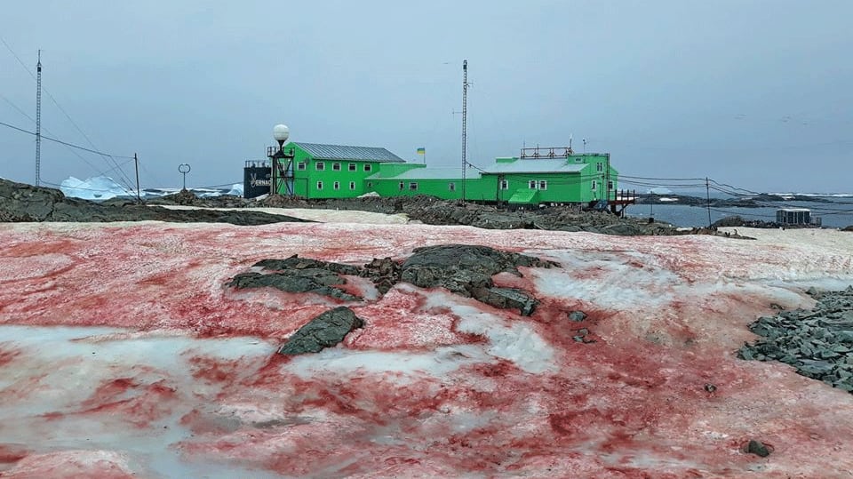 Astounding images of blood-red snow in Antarctica go viral, Twitterati call it &#039;climate change sign&#039;