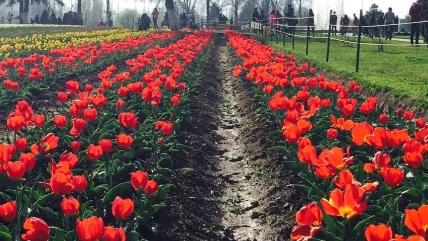 Asia&#039;s largest tulip garden at Kashmir to witness 13 lakh flowers at full bloom this season