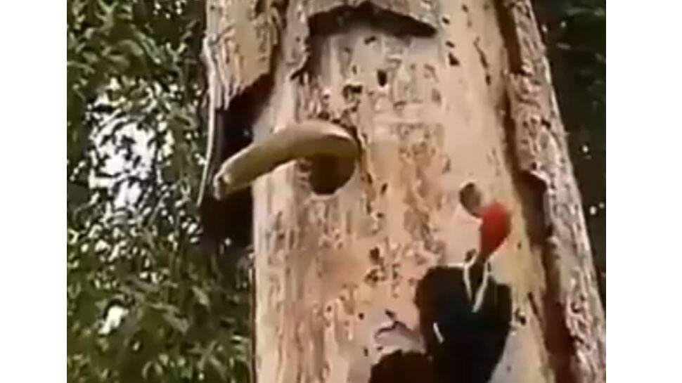 Woodpecker fights with deadly snake while saving her eggs; Watch video