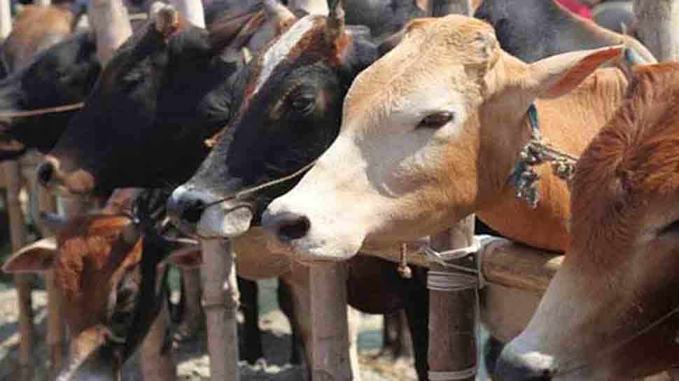 Cow urine, cow dung may cure Coronavirus: BJP MLA Suman Haripriya tells Assam assembly Cow urine, cow dung may cure Coronavirus: BJP MLA Suman Haripriya tells Assam assembly
