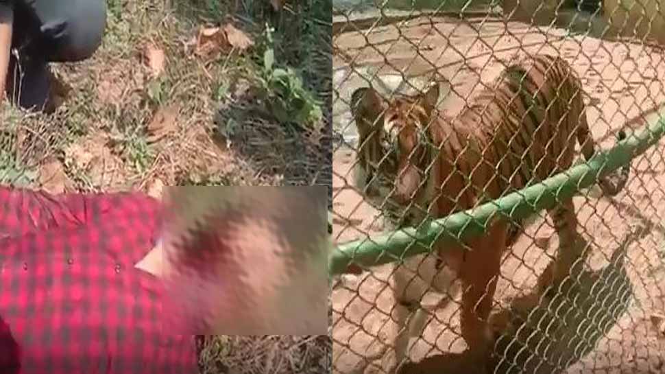 Tigress &#039;Anushka&#039; kills youth in  Ranchi&#039;s Ormanjhi zoo