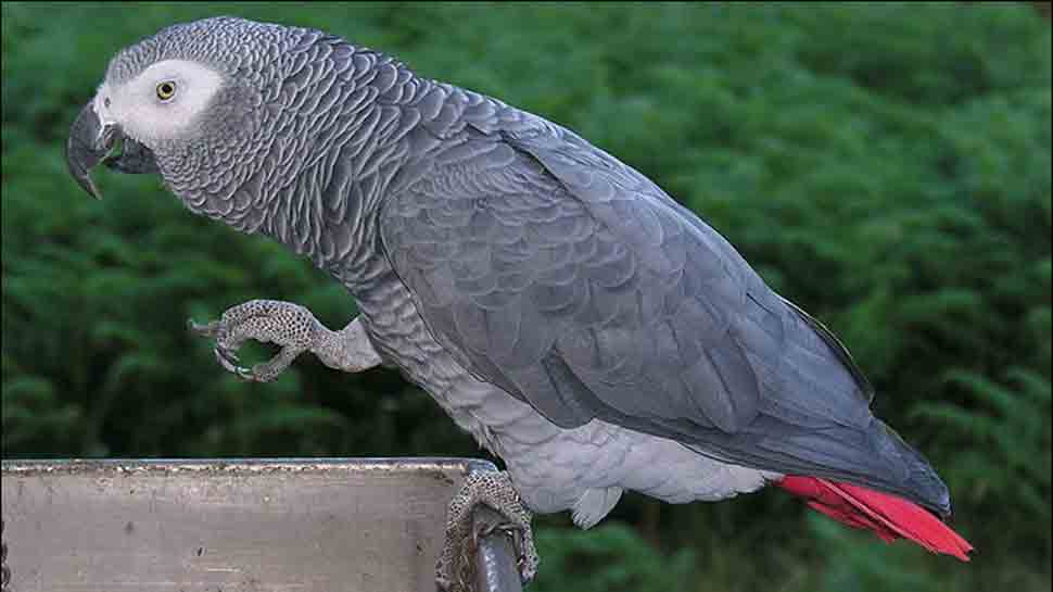 Nagpur Police finds missing African parrot