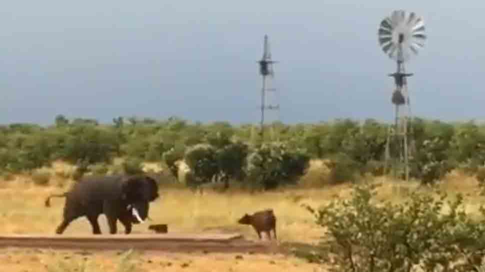 Baby buffalo chases, corners giant elephant in this viral video — Watch
