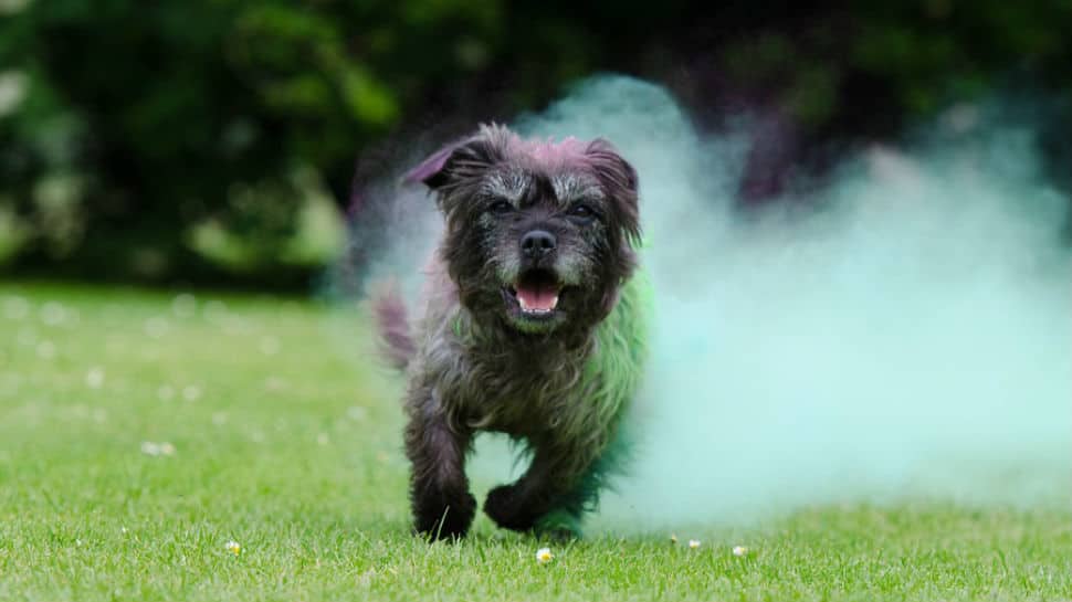Holi 2020: How to celebrate the festival without turning your pet&#039;s day grey!