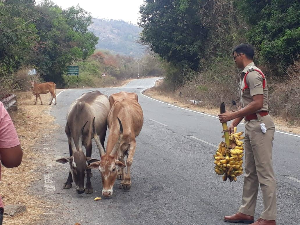 Cops feeding animals during lockdown in Andhra Pradesh