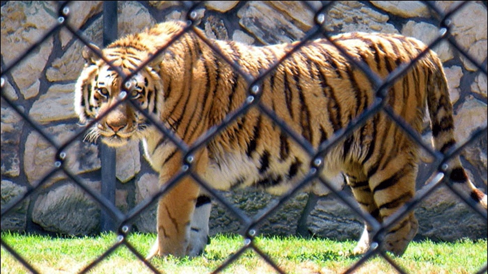 Maharashtra zoos, parks get guidelines after US tiger tests positive