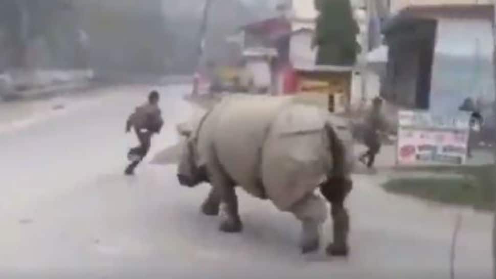 Rhino takes a tour of deserted roads in Nepal, chases man in viral video
