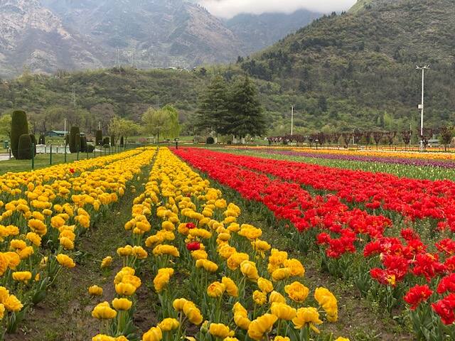 Flowers in full bloom