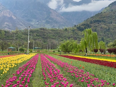 Tulip Garden with over 13 lakh flowers