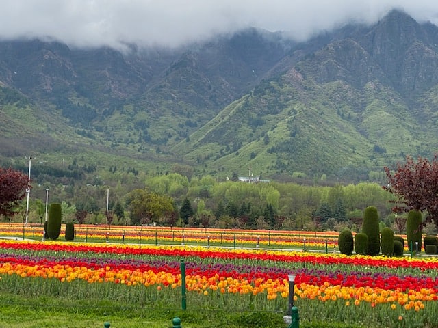 Beautiful tulip flowes