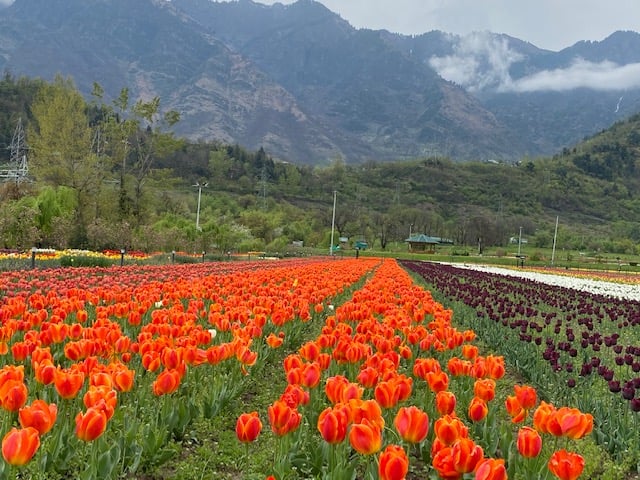 Tulip garden is situated on banks of Srinagar's famous Dal Lake