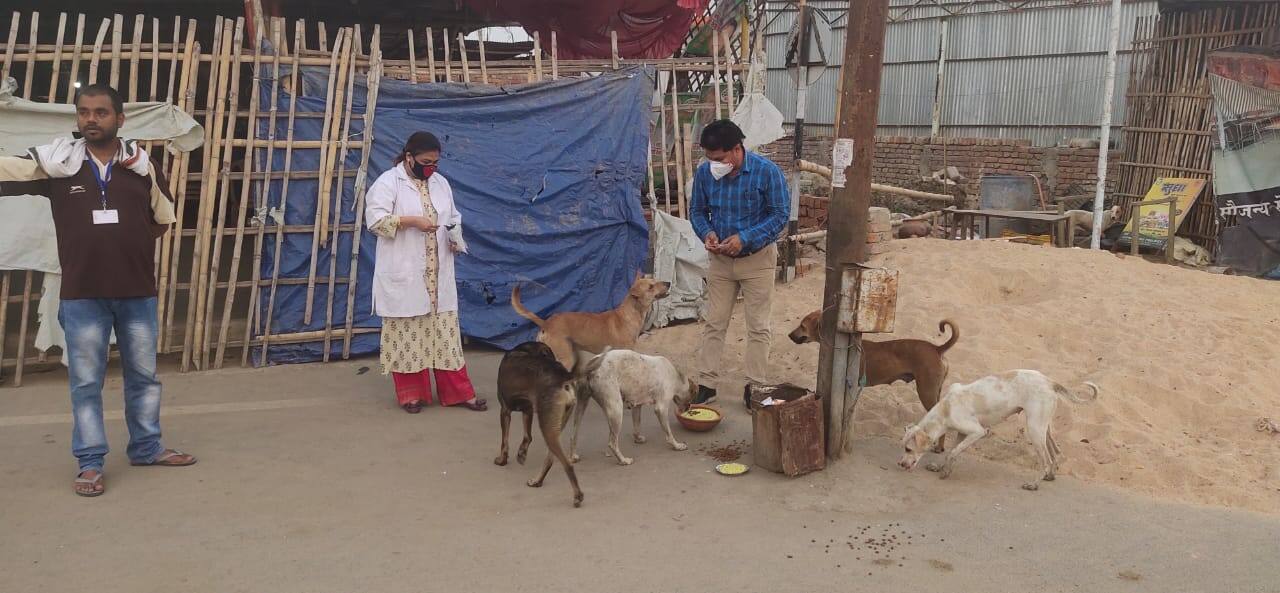 Veterinary doctors feeding food to street dogs during lockdown in Patna