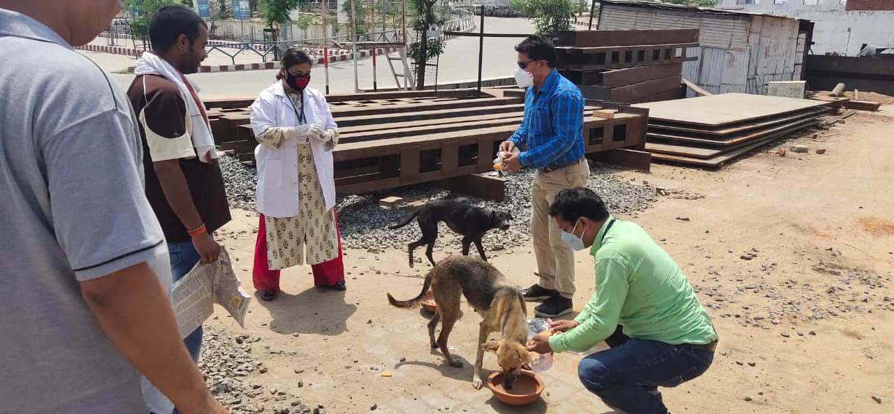 Veterinary doctors feeding street dogs during lockdown in Patna