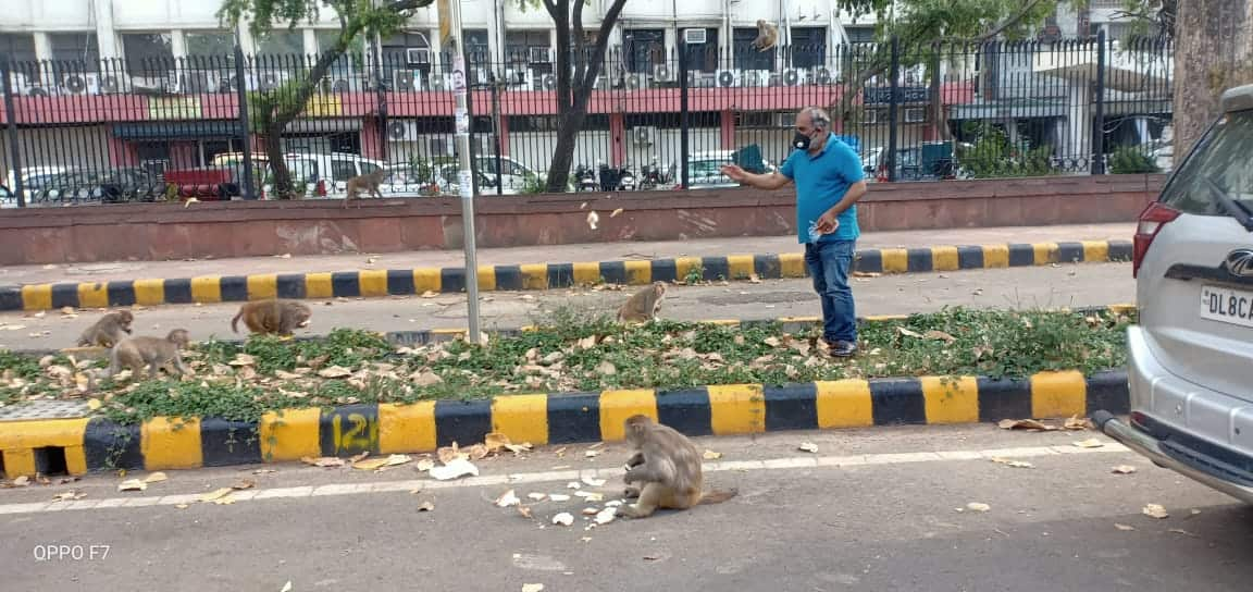 Man feeding monkeys